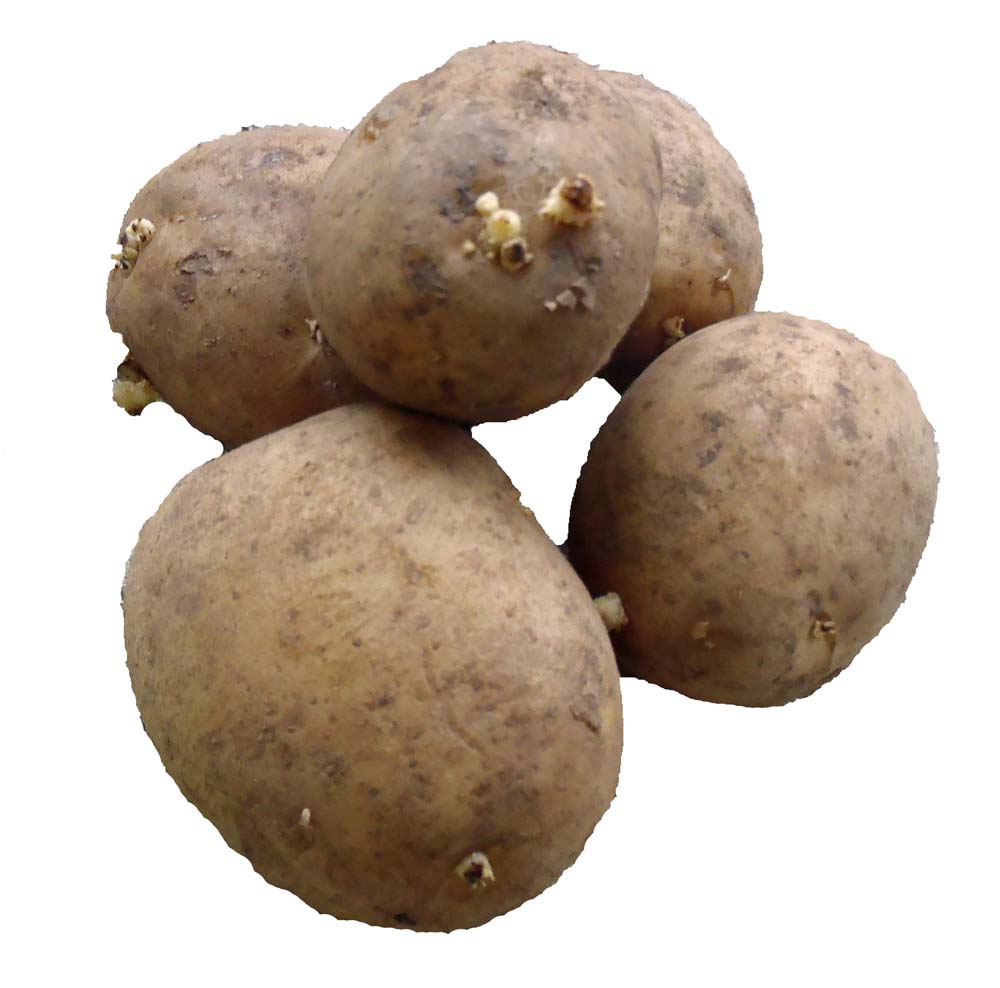 Sebago Seed Potatoes 1kg