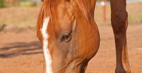 Fattening Up A Thin Horse