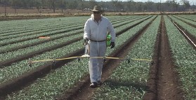 New herbicide in onions shows promise
