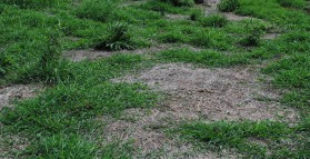 Do you have pasture dieback?
