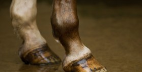 Common Hoof Problems