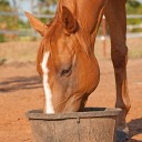 Fattening Up A Thin Horse