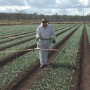 New herbicide in onions shows promise 