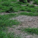 Do you have pasture dieback?