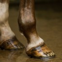 Common Hoof Problems