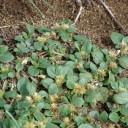 Controlling khaki weed this summer